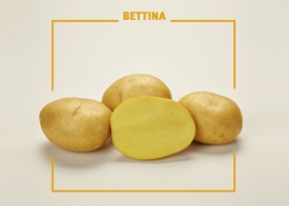 Bavaria Saat, Kartoffelzucht, Bettina