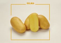 Bavaria Saat, Kartoffelsorte, Selma